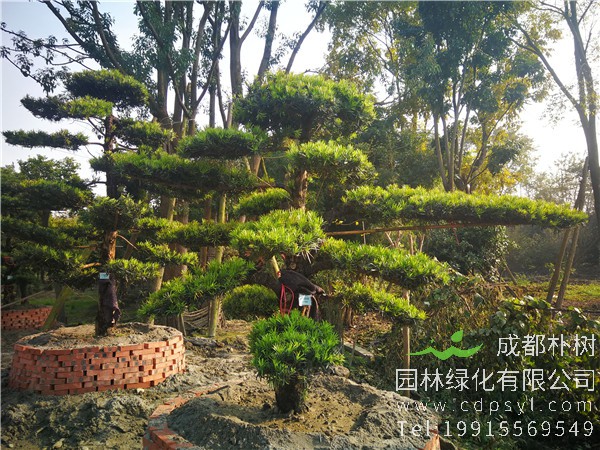 罗汉松该怎么弄造型？